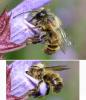 Osmia bicornis